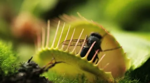 Carnivorous plant catch a fly Stock Footage 22028489