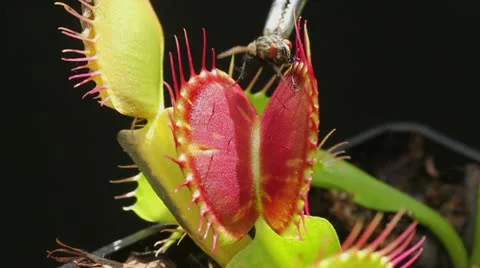 Carnivorous plant catching a fly Stock Footage 20535669
