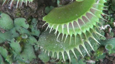 Carnivorous plant with fly Vídeos de archivo 45668200