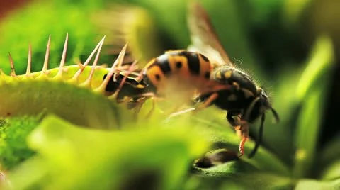 Carnivorous plant Stock Footage 22028803