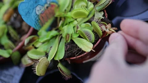 Carnivorous plant Stock Footage 226594747