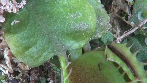 Carnivorous plant with grasshopper and ants Vídeos de archivo 103619084