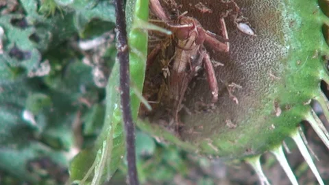 Carnivorous plant with grasshopper Vídeos de archivo 103619199