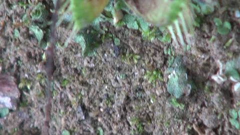 Carnivorous plant with grasshopper Vídeos de archivo 103619259