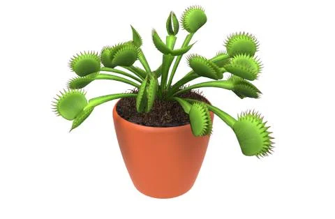 Carnivorous plant Stock Illustration