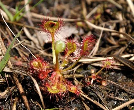 Carnivorous plant Stock-Fotos