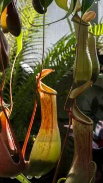 Carnivorous plant Stock Photos