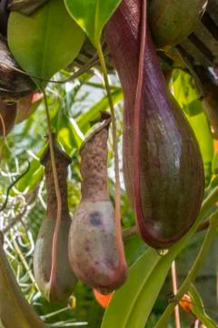 Carnivorous plant Stock Photos