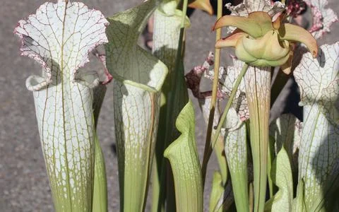 Carnivorous plant Stock Photos