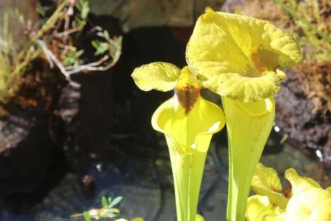 Carnivorous plant Stock Photos