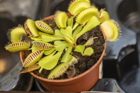Carnivorous plant Photos