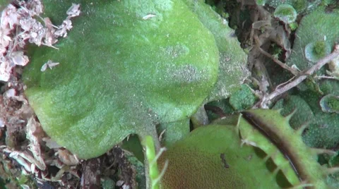 Carnivorous plant with some ants Vídeos de archivo 45619151
