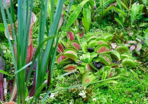 Carnivorous plant Venus flytrap (Dionaea muscipula) in a tropical forest. 库存照片