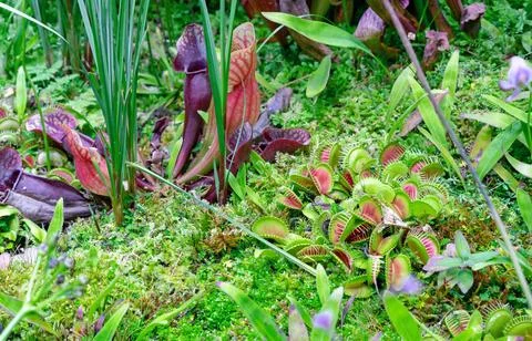 Carnivorous plant Venus flytrap (Dionaea muscipula) in a tropical forest. Foto stock