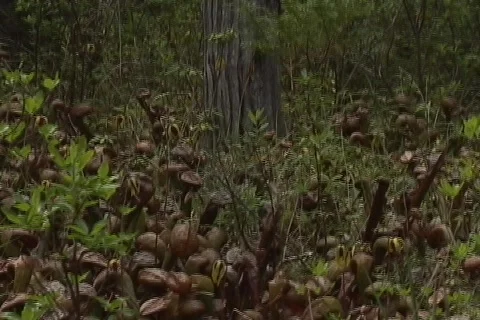 Carnivorous Plants 02 Stock-Footage 356735