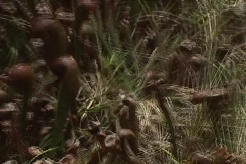 Carnivorous Plants 03 Stock-Footage 356736