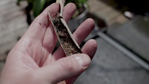 Carnivorous plants consumed dead bug parts inside. Fly eating plants.  Stock Footage 334158698