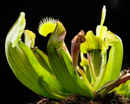 Carnivorous plants Stock Photos