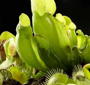 Carnivorous plants Stock Photos