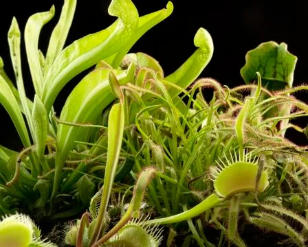 Carnivorous plants 스톡 사진