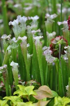 Carnivorous plants Stockfoto's