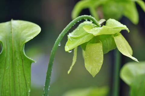 Carnivorous plants 스톡 사진