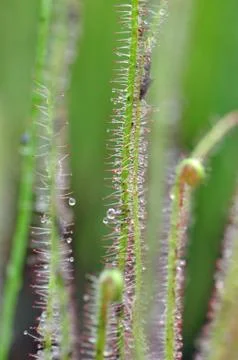 Carnivorous plants Stockfoto's