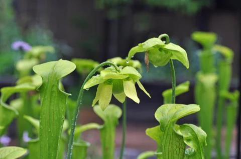 Carnivorous plants Stock Photos