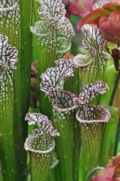 Carnivorous plants Photos