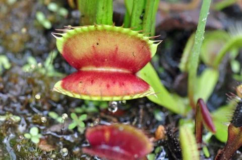 Carnivorous plants Photos