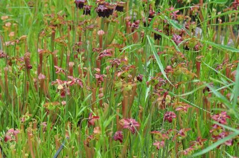 Carnivorous plants 스톡 사진