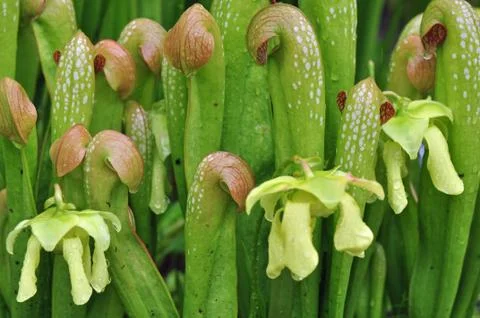 Carnivorous plants Photos