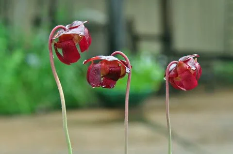 Carnivorous plants Stock Photos