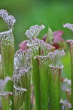 Carnivorous plants Stockfoto's