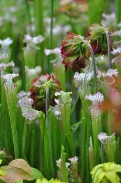 Carnivorous plants Stock Photos