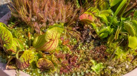 Carnivorous plants Photos