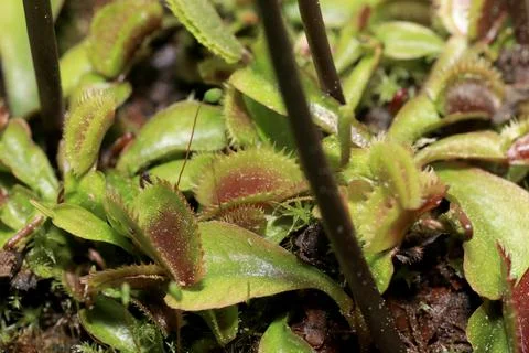 Carnivorous plants 스톡 사진