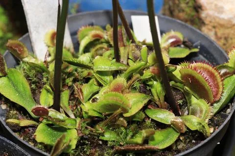 Carnivorous plants Stock Photos