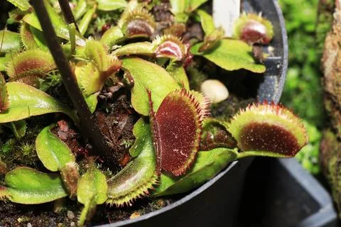 Carnivorous plants Photos