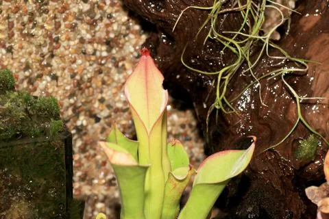 Carnivorous plants Stockfoto's