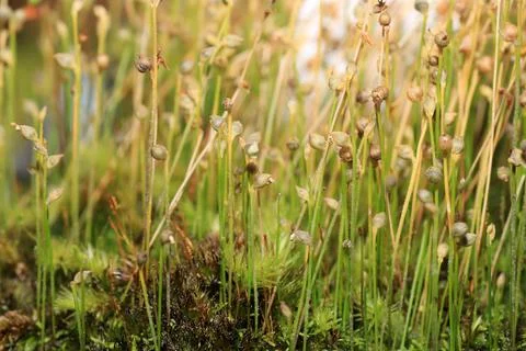 Carnivorous plants Stock Photos
