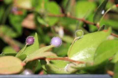 Carnivorous plants Photos