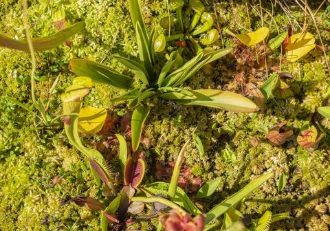 Carnivorous plants Stockfoto's