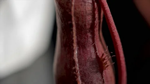 Carnivorous plants pitcher plants close up Asian Nepenthes plants. Stock Footage 169324973