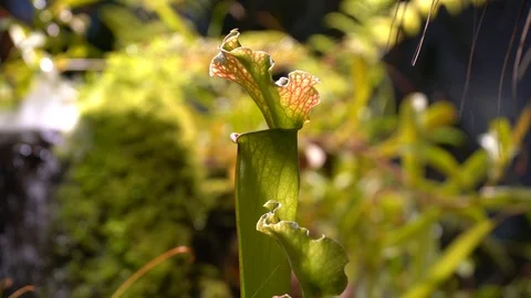 Carnivorous plants sundew, venus flytrap, sarratseniya Stock Footage 104681021