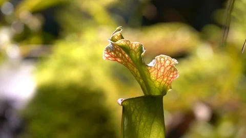 Carnivorous plants sundew, venus flytrap, sarratseniya Stock Footage 104681045