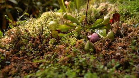 Carnivorous plants sundew, venus flytrap, sarratseniya Stock Footage 104681086