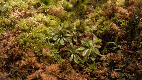 Carnivorous plants sundew, venus flytrap, sarratseniya Video stock 104681102
