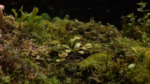 Carnivorous plants sundew, venus flytrap, sarratseniya Stock Footage 104681124