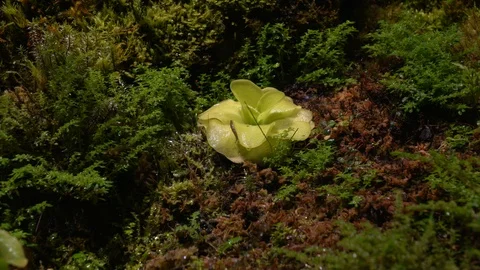 Carnivorous plants sundew, venus flytrap, sarratseniya Stock Footage 104681173